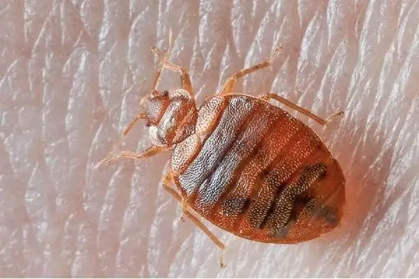 A bed bug on skin