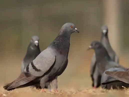 Pigeons on a rooftop