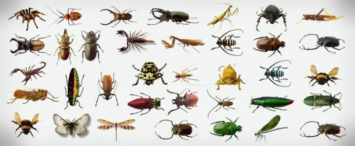 Types of crawling insects treated by Orbit Pest Control