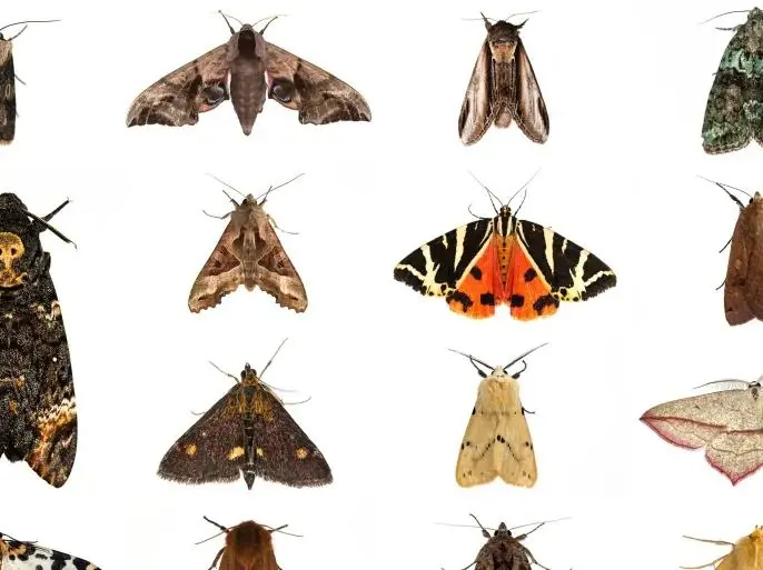 Flying insects such as moths